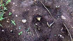 Newly grown pumpkin leaf plant