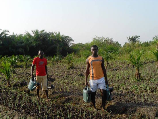 oignon bis