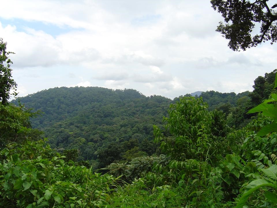 honey landscape