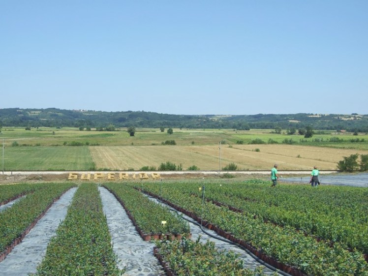 field
