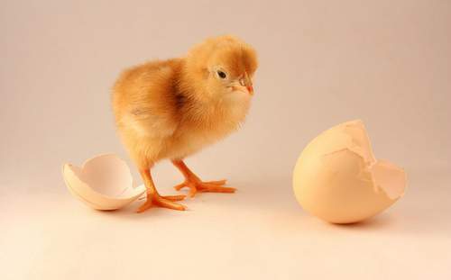 chicken-and-egg