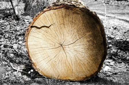 log image