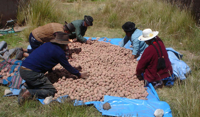 potatoes