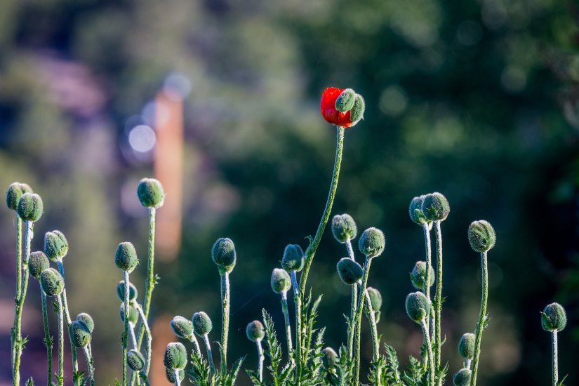 PoppyBlooming_andrea-reiman-256853