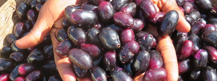 ZambaraoFruit_field_Kenya_Photo_1600x600