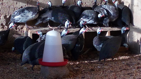 business plan for guinea fowl production